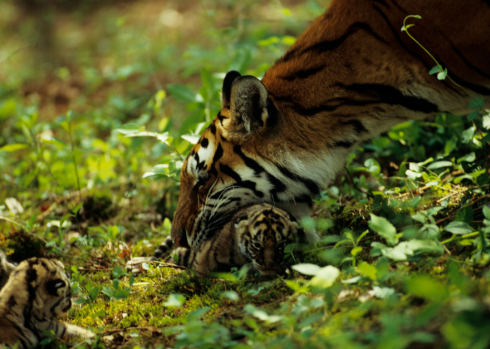 50 images de la parentalité dans le règne animal 