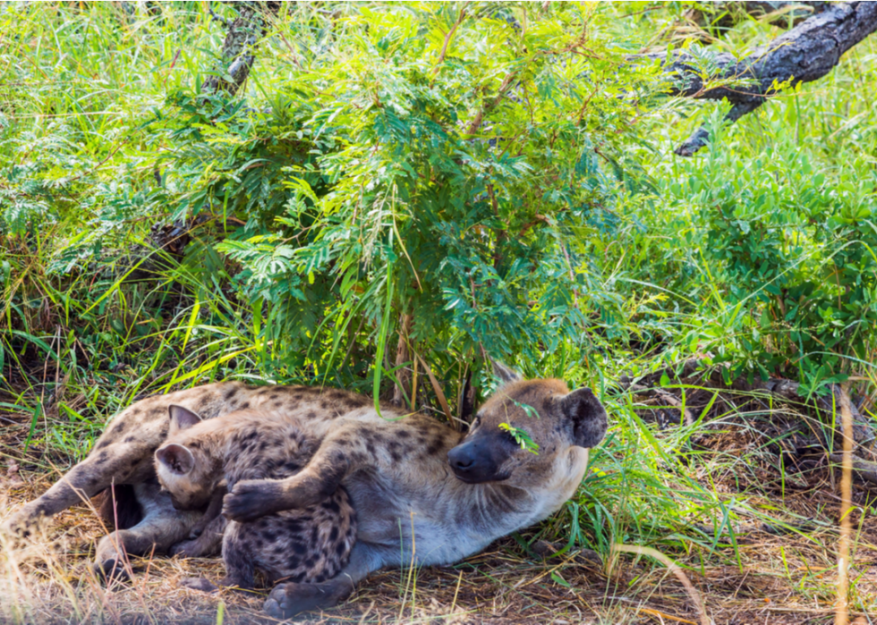 50 images de la parentalité dans le règne animal 