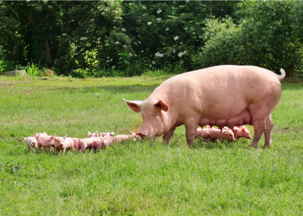 50 images de la parentalité dans le règne animal 