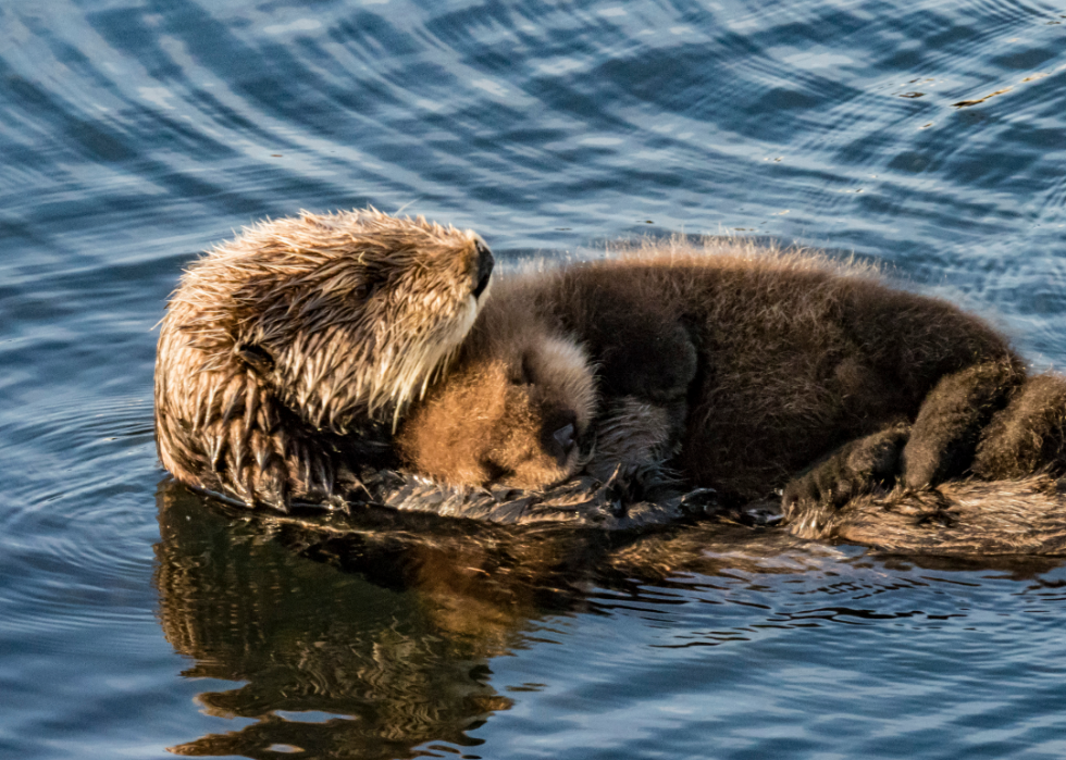 50 images de la parentalité dans le règne animal 