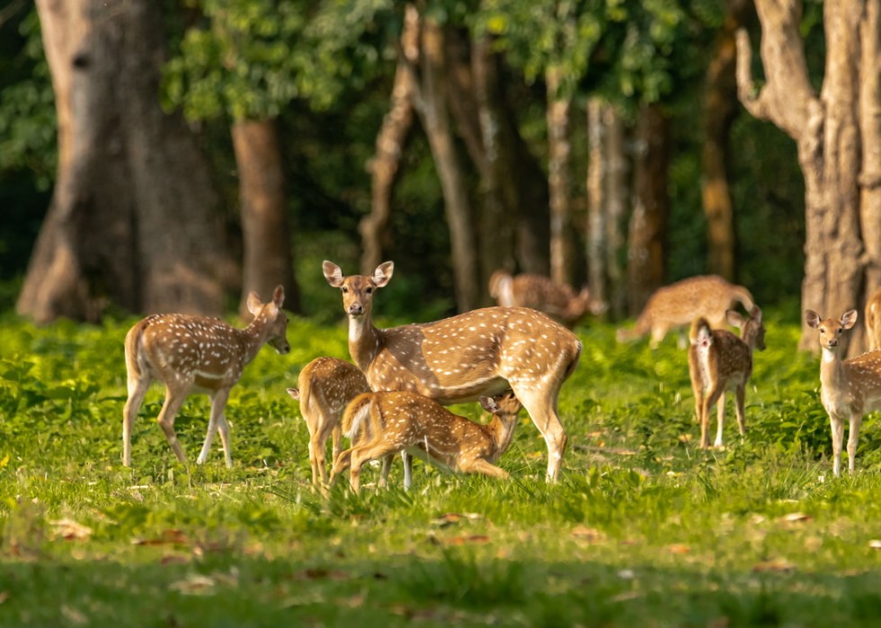 50 images de la parentalité dans le règne animal 