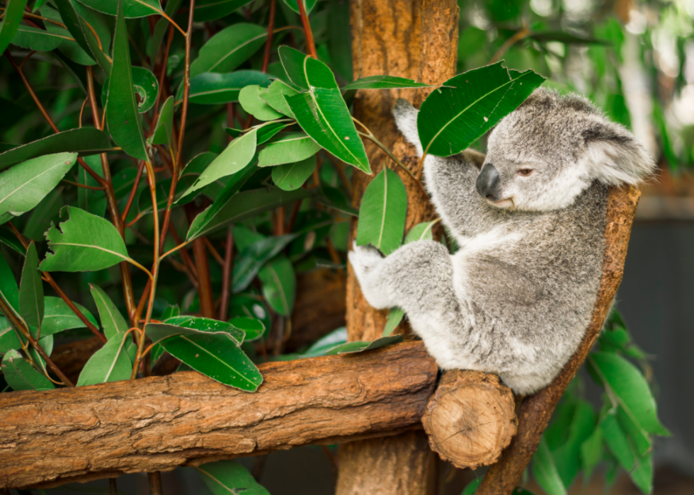 Pouvez-vous répondre à ces vrais  Jeopardy!  des questions sur les animaux? 