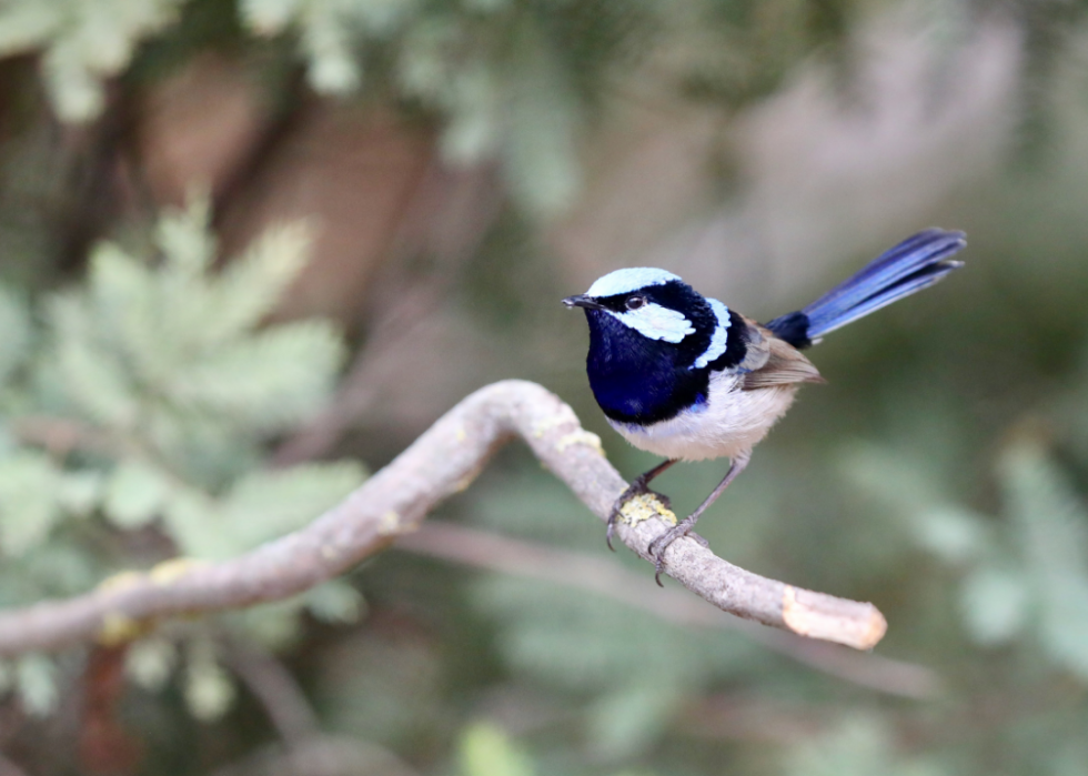 Pouvez-vous répondre à ces vrais  Jeopardy!  des questions sur les animaux? 