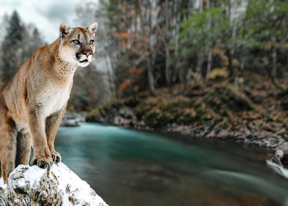 Pouvez-vous répondre à ces vrais  Jeopardy!  des questions sur les animaux? 