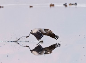 De superbes photos d animaux du monde entier 