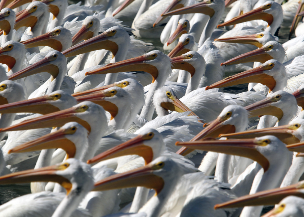 De superbes photos d animaux du monde entier 