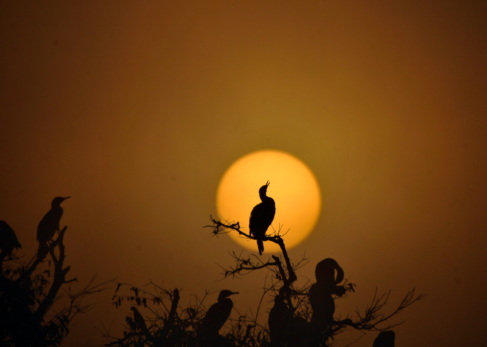 De superbes photos d animaux du monde entier 