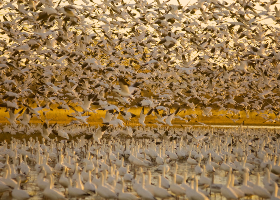 De superbes photos d animaux du monde entier 