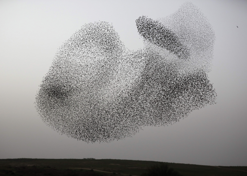 De superbes photos d animaux du monde entier 