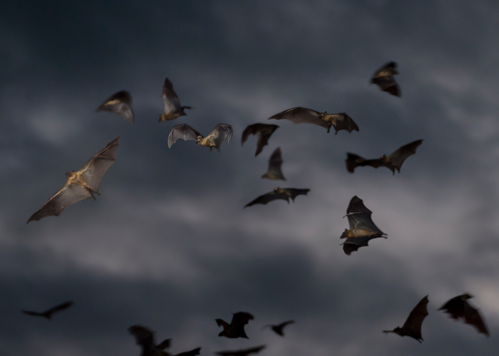 De superbes photos d animaux du monde entier 