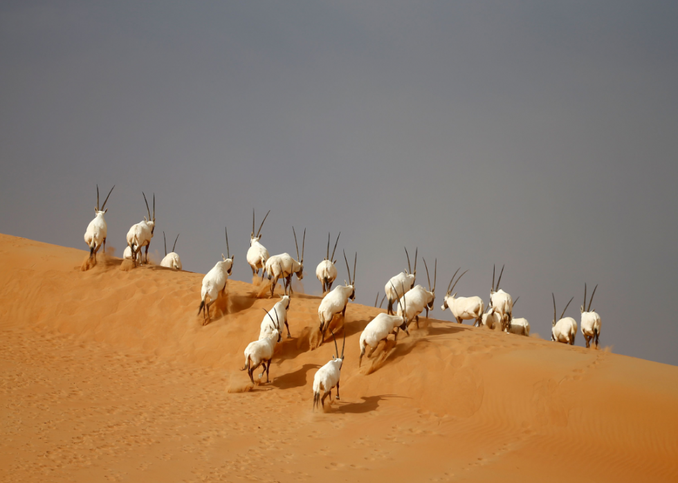 De superbes photos d animaux du monde entier 