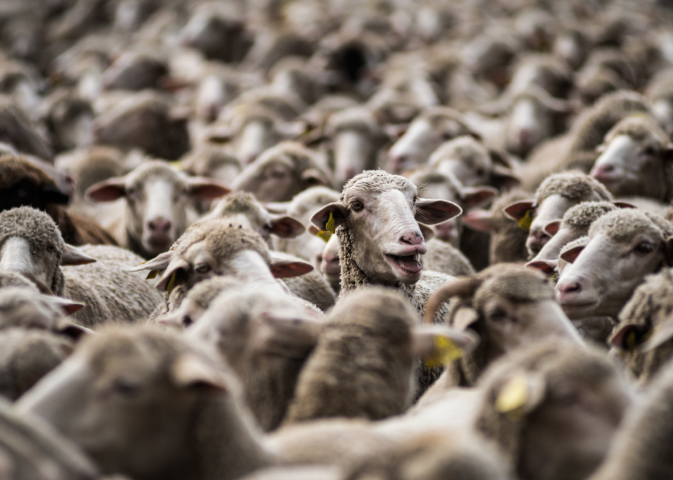 De superbes photos d animaux du monde entier 