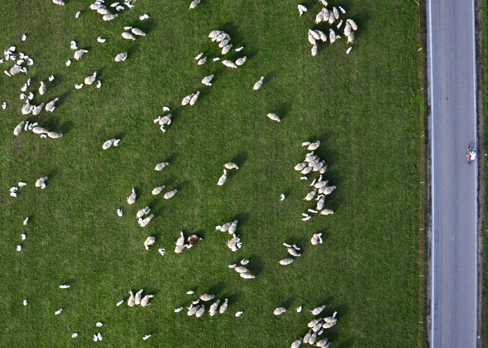 De superbes photos d animaux du monde entier 