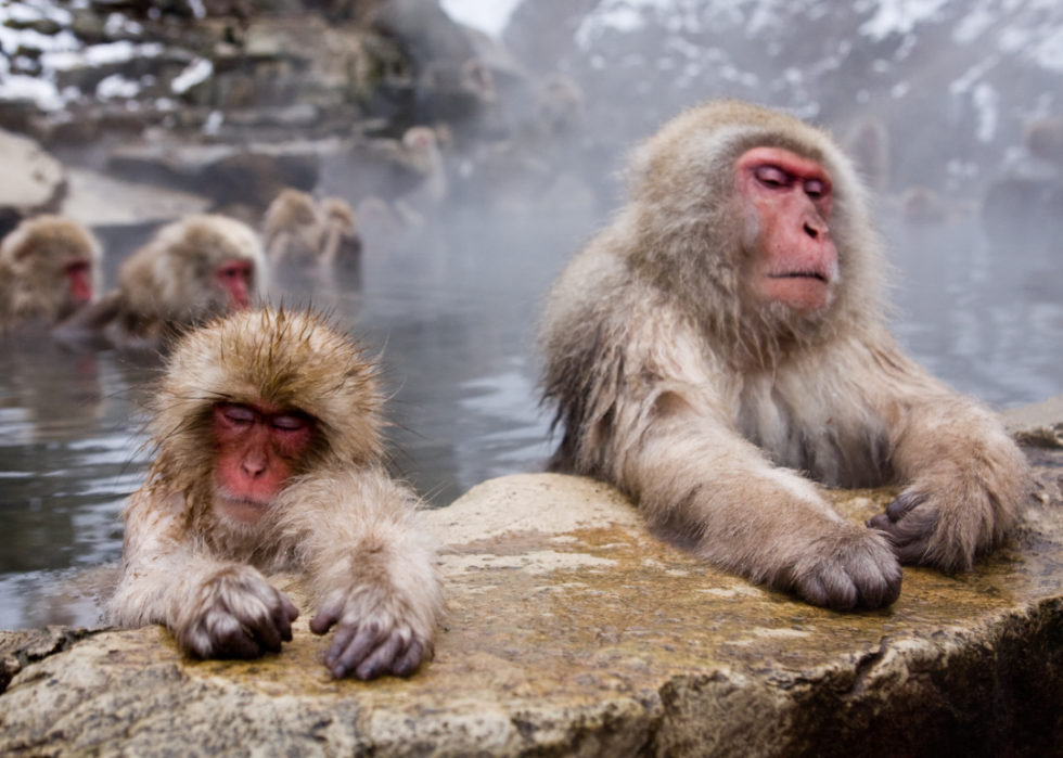 De superbes photos d animaux du monde entier 