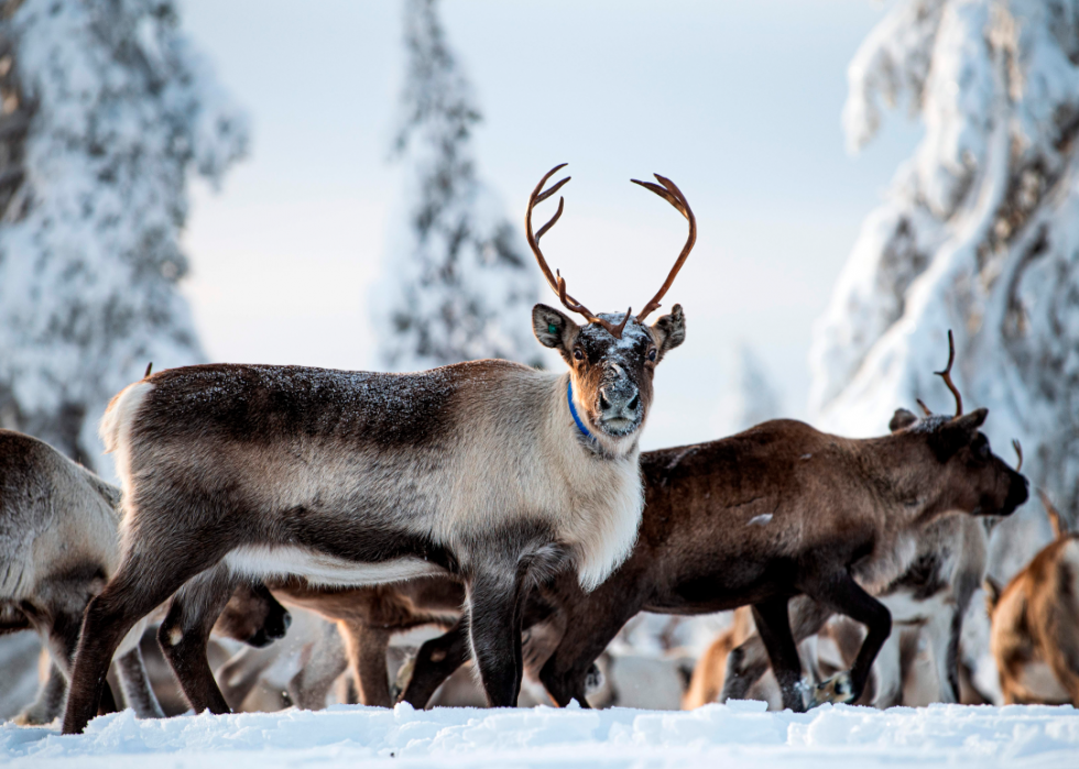 De superbes photos d animaux du monde entier 