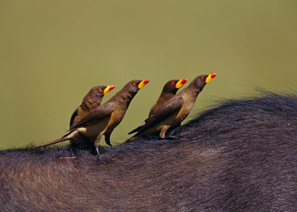 De superbes photos d animaux du monde entier 