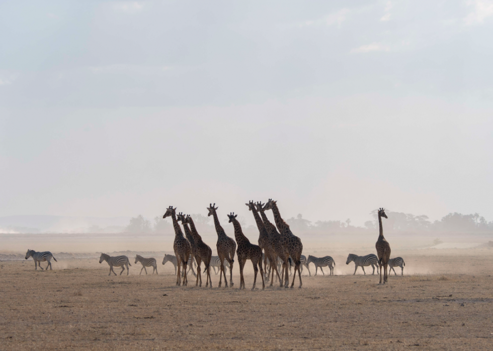 De superbes photos d animaux du monde entier 