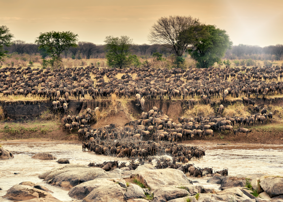 De superbes photos d animaux du monde entier 