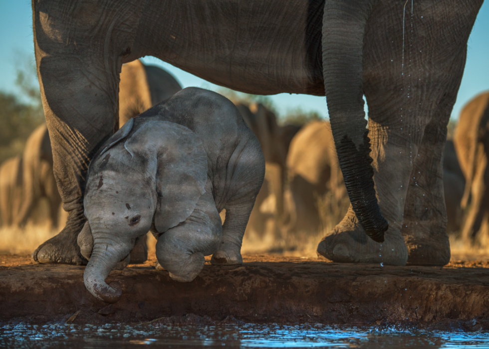 De superbes photos d animaux du monde entier 