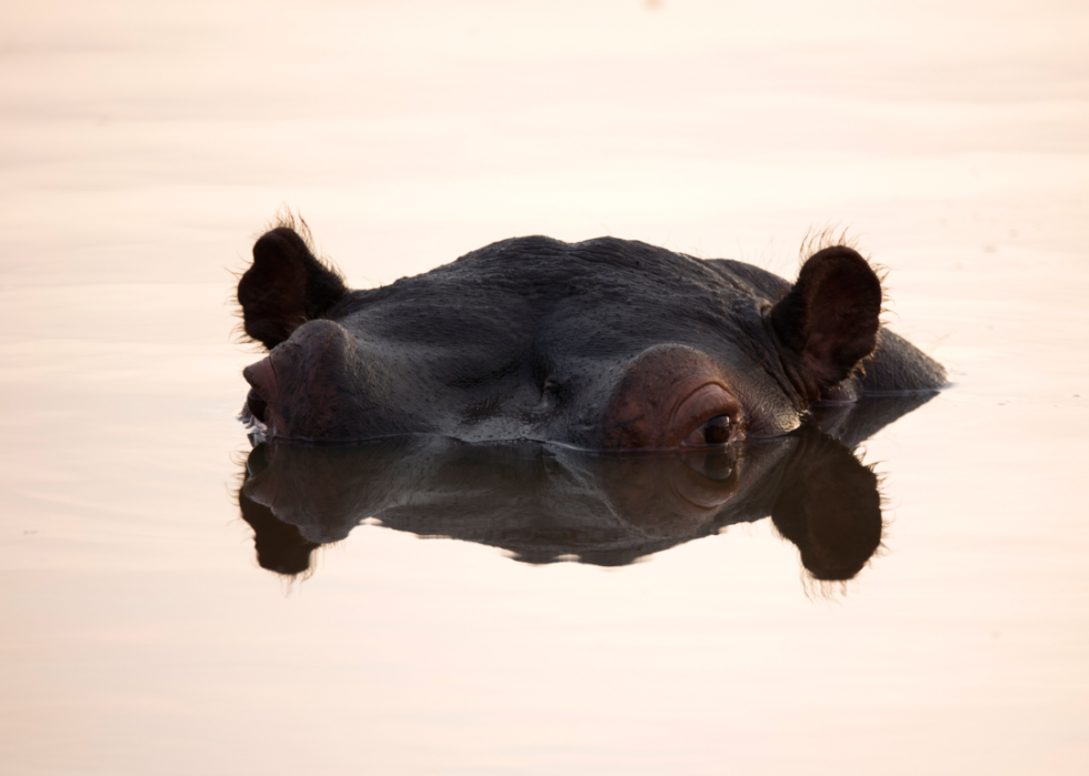 De superbes photos d animaux du monde entier 