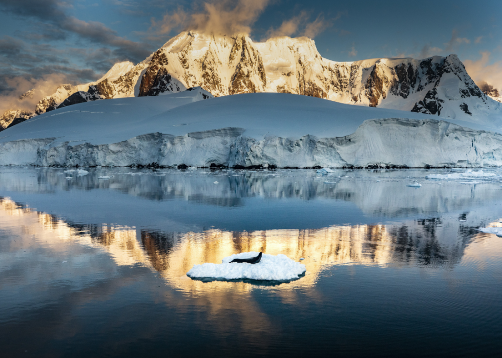 De superbes photos d animaux du monde entier 