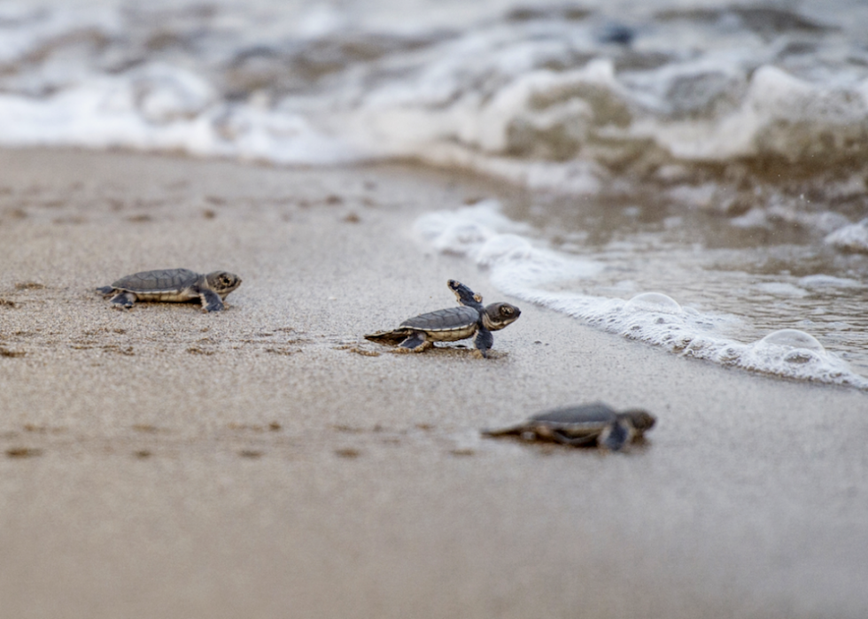 De superbes photos d animaux du monde entier 