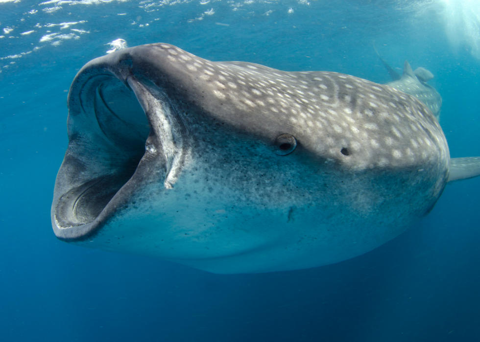 De superbes photos d animaux du monde entier 