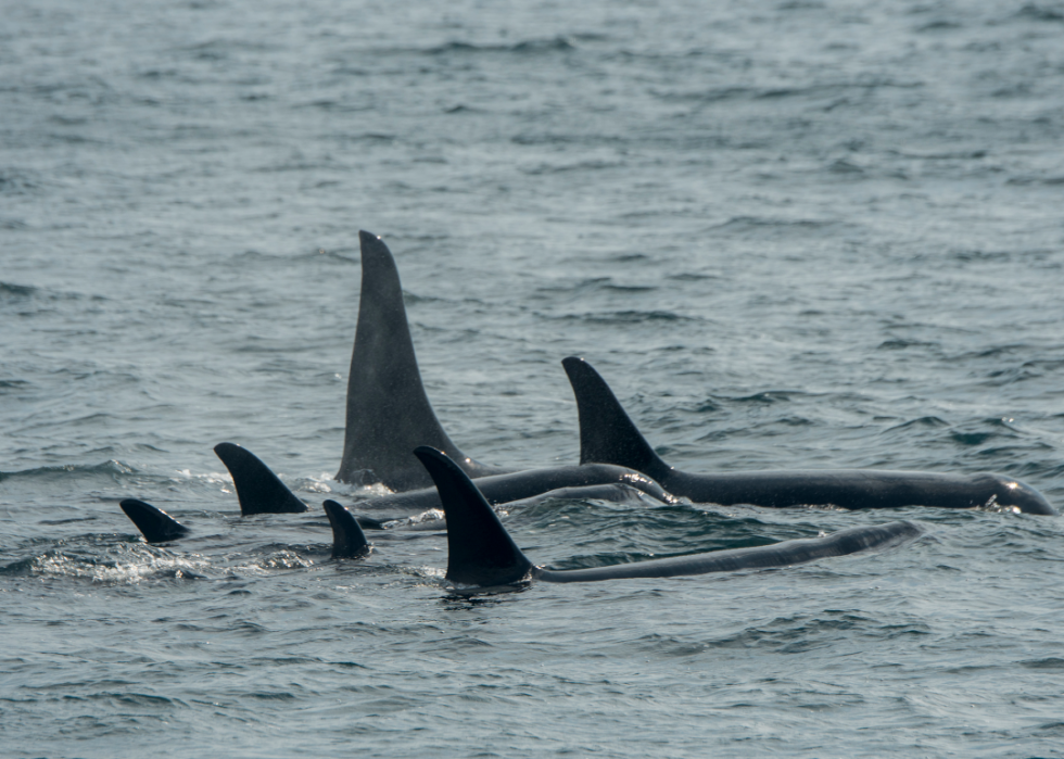 De superbes photos d animaux du monde entier 