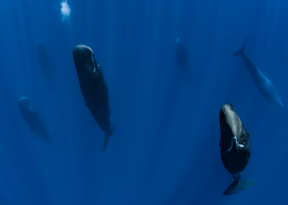 De superbes photos d animaux du monde entier 