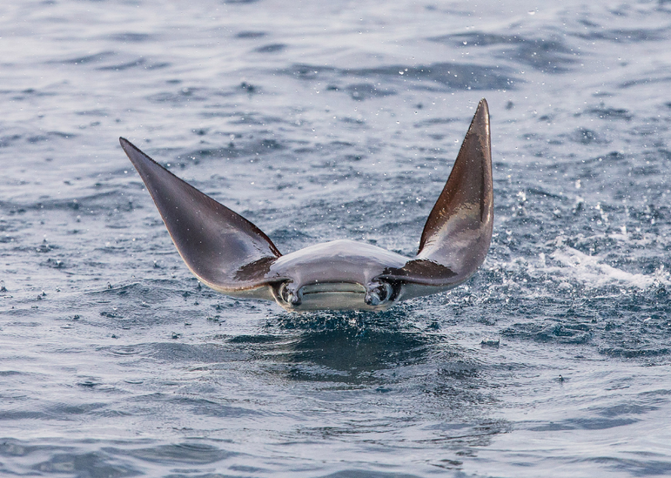 De superbes photos d animaux du monde entier 