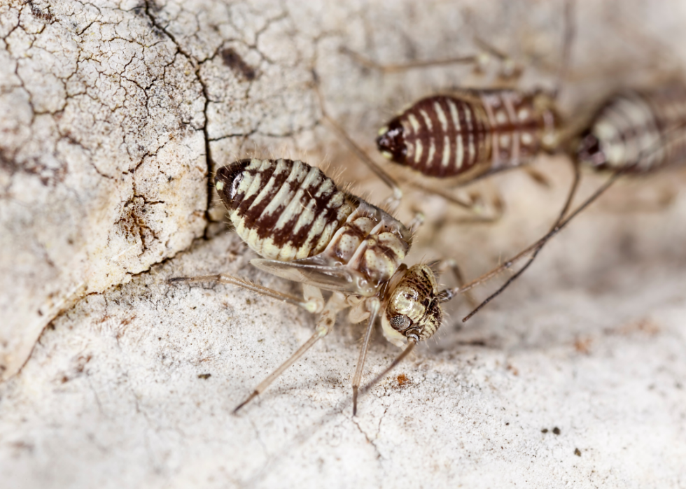 Faits fascinants sur l accouplement dans le règne animal 