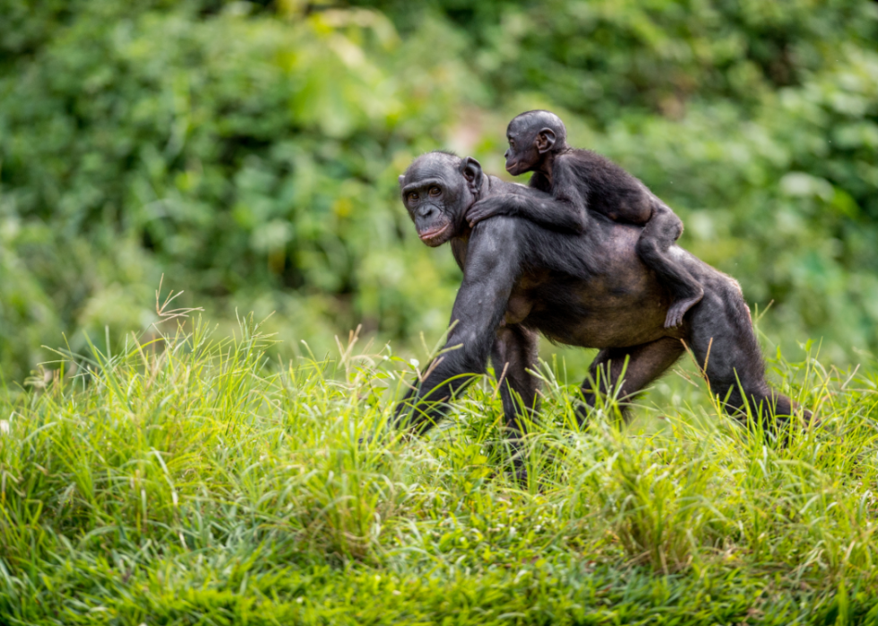 Faits fascinants sur l accouplement dans le règne animal 