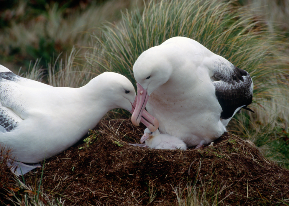 Faits fascinants sur l accouplement dans le règne animal 