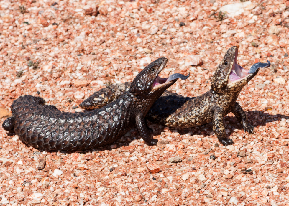 Faits fascinants sur l accouplement dans le règne animal 