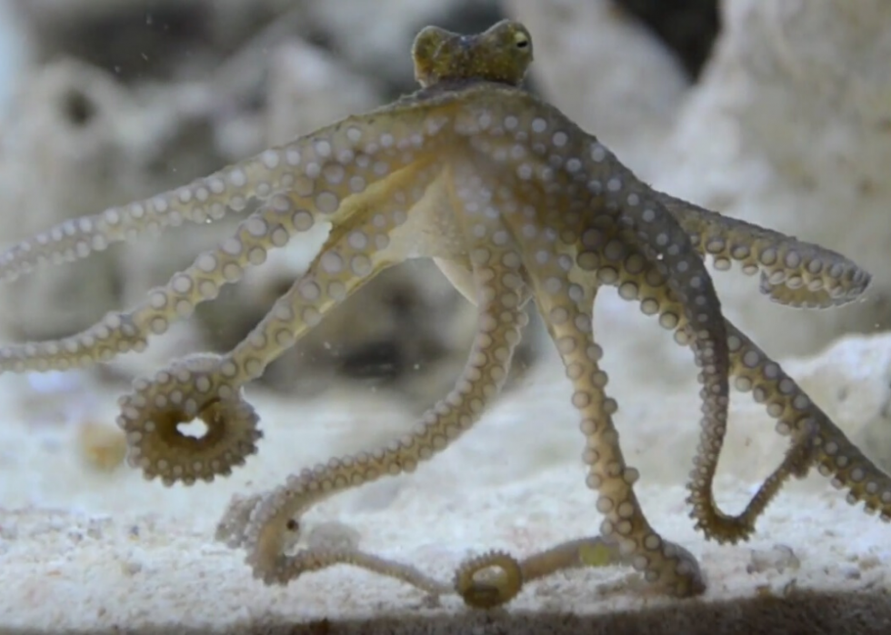 Faits fascinants sur l accouplement dans le règne animal 