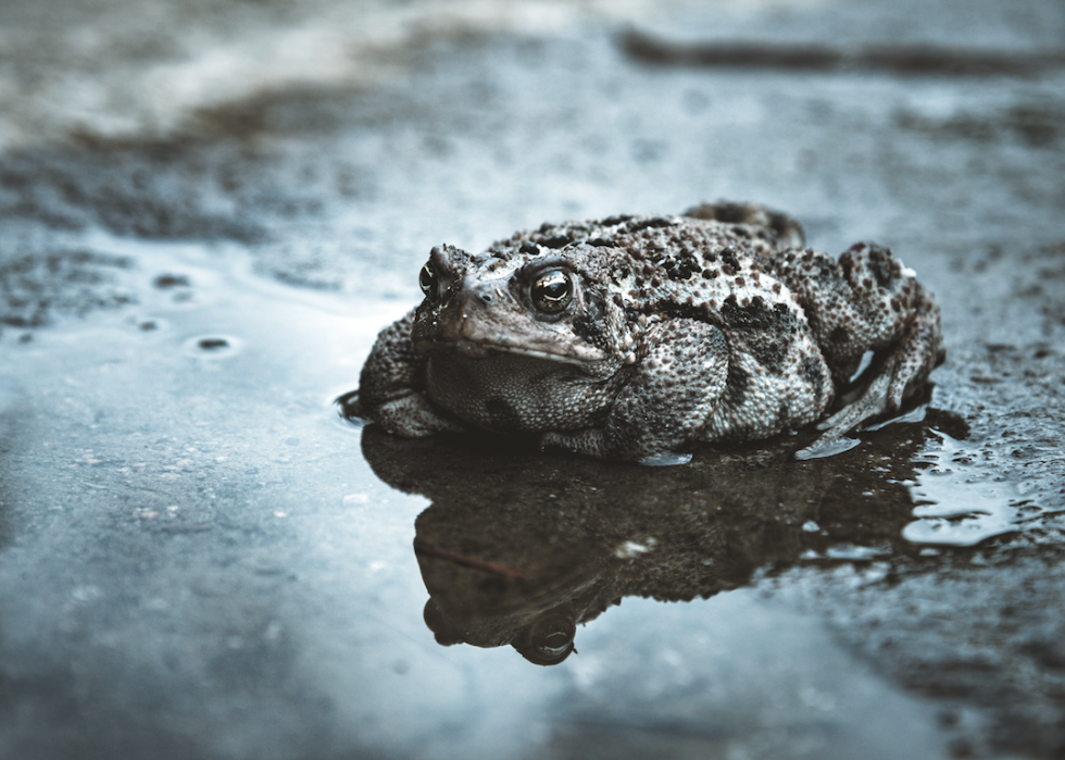 10 façons dont la nature et les animaux prévoient le temps 