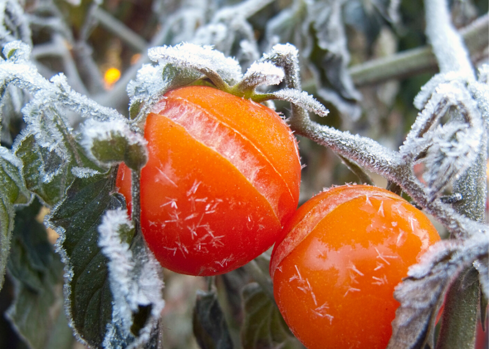 Les tempêtes hivernales les plus destructrices de la décennie 