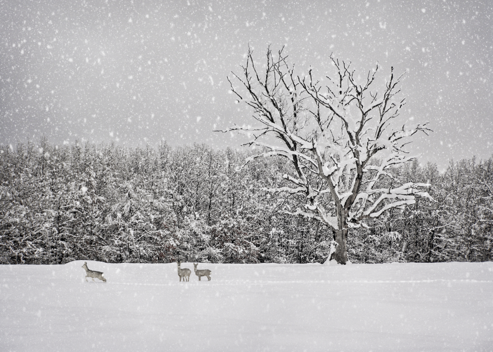 À quoi ressemblait l hiver l année de ta naissance 