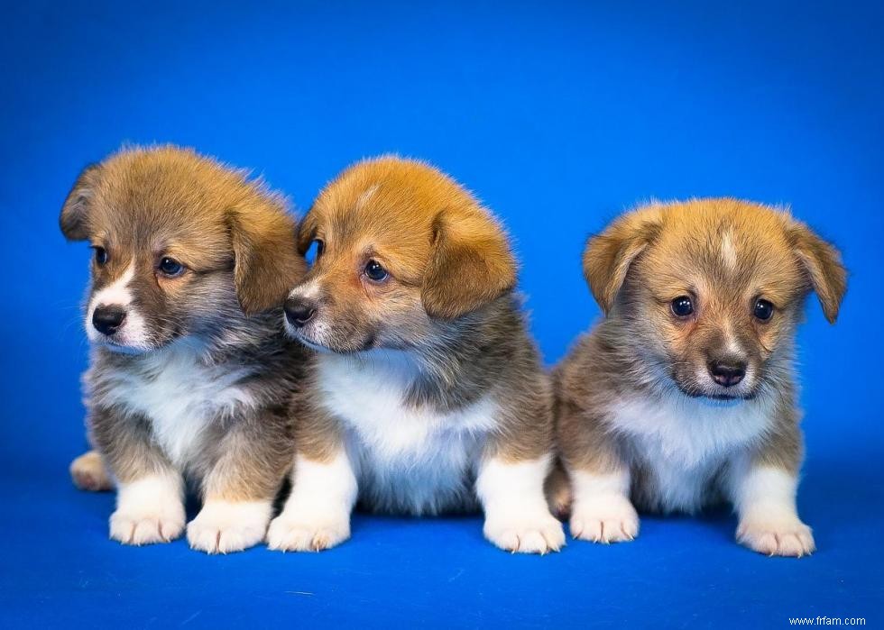 Noms de chiots les plus populaires en Amérique 