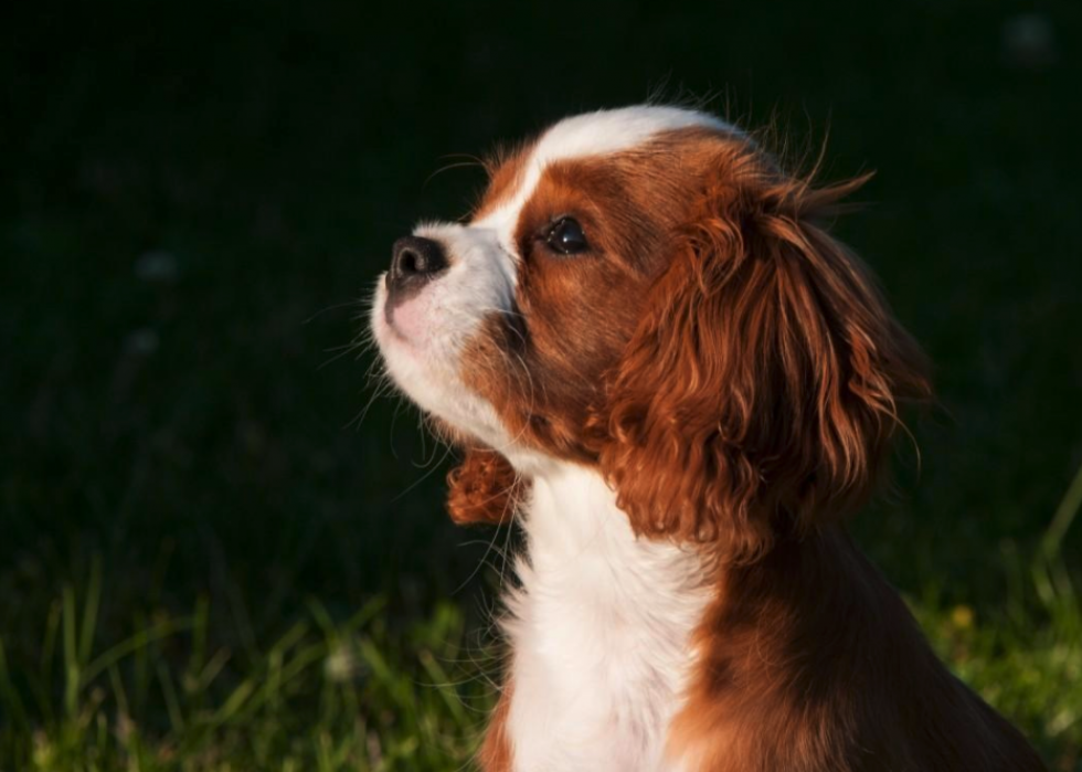 Noms de chiots les plus populaires en Amérique 