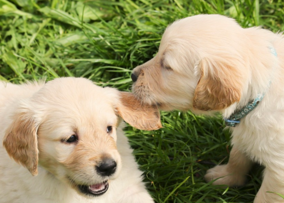 Noms de chiots les plus populaires en Amérique 