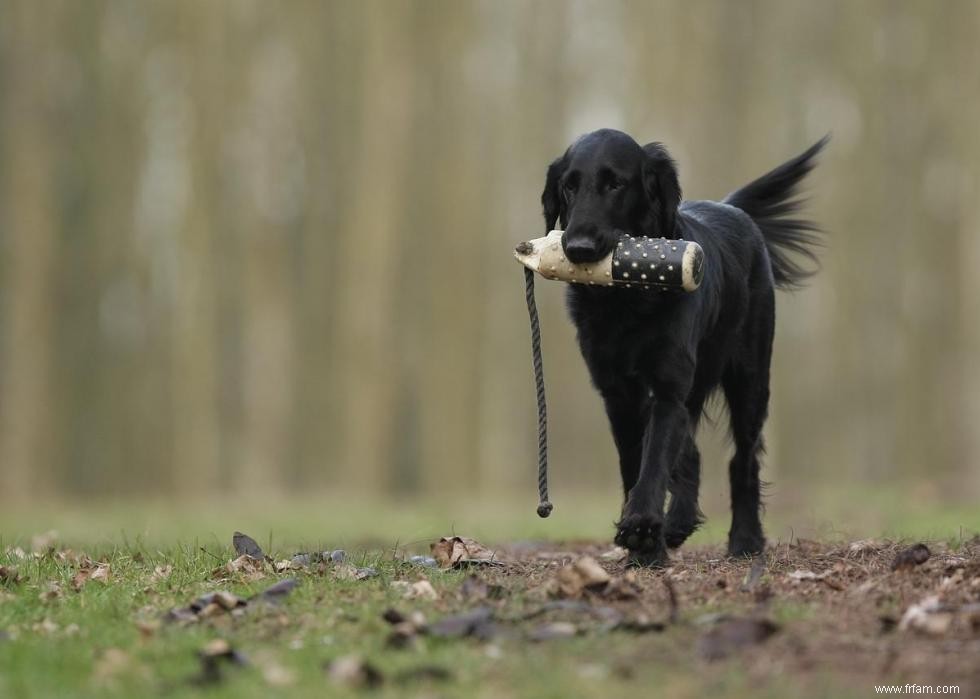 Noms de chiots les plus populaires en Amérique 