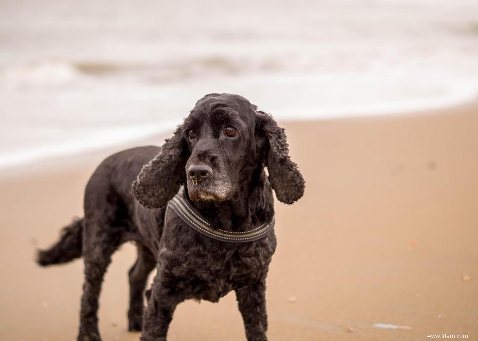 Noms de chiots les plus populaires en Amérique 