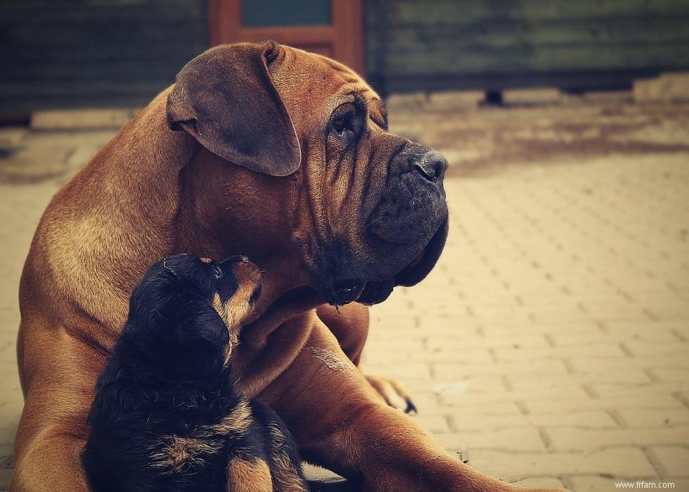 Noms de chiots les plus populaires en Amérique 