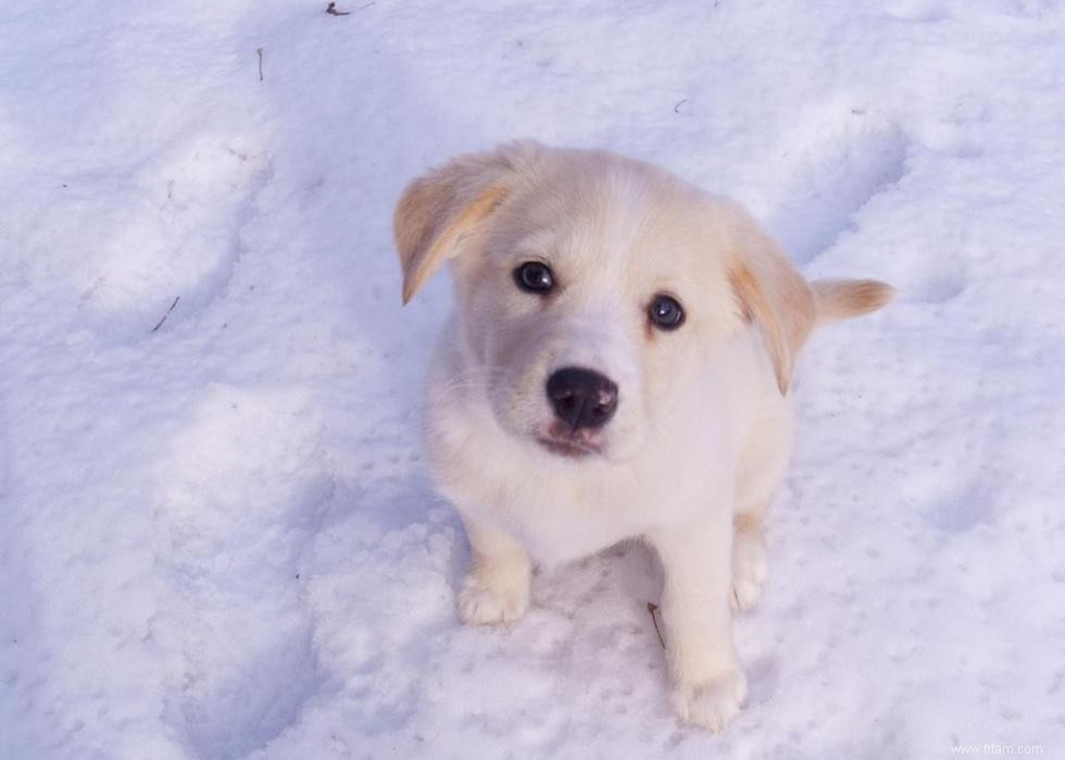 Noms de chiots les plus populaires en Amérique 