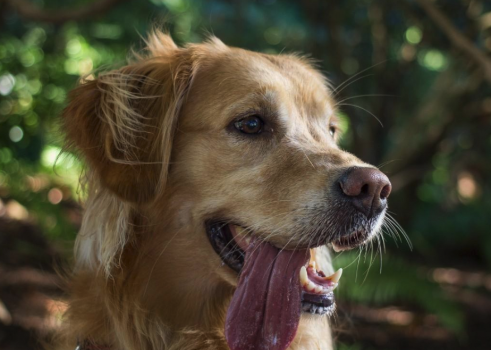 Noms de chiots les plus populaires en Amérique 