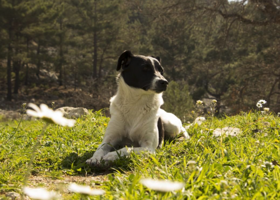 Noms de chiots les plus populaires en Amérique 