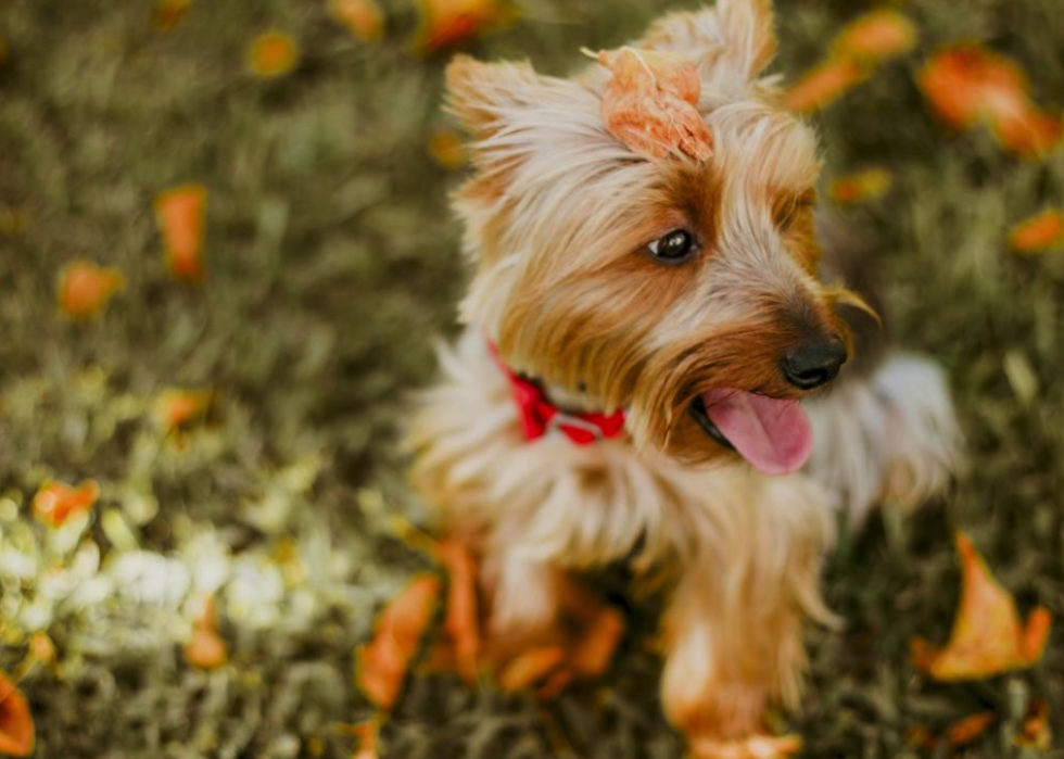 Noms de chiots les plus populaires en Amérique 