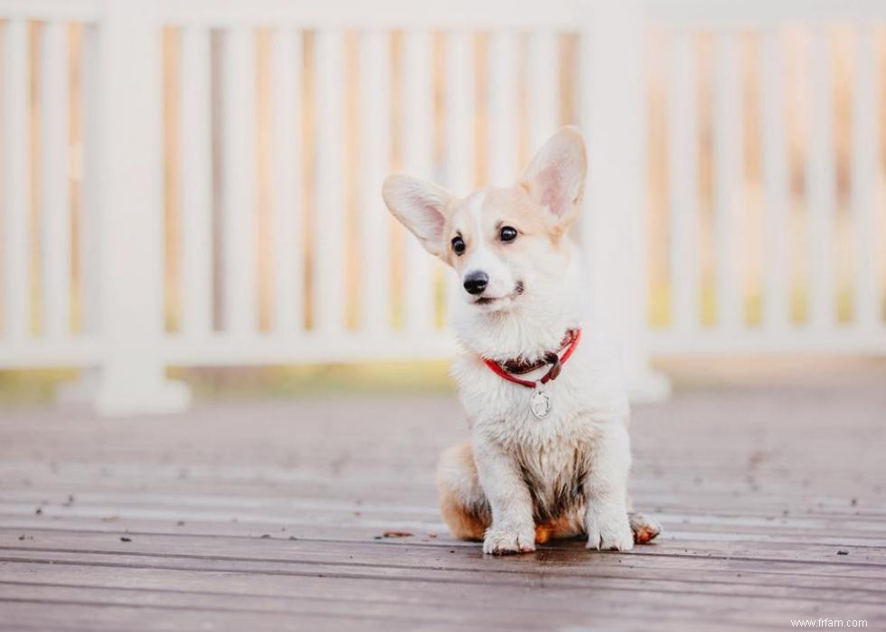 Noms de chiots les plus populaires en Amérique 