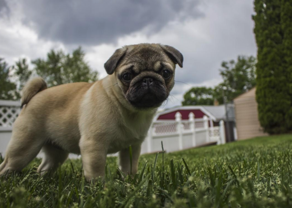 Noms de chiots les plus populaires en Amérique 